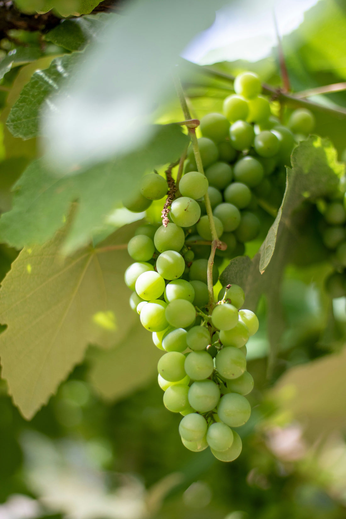 A Guide to Hunter Valley Chardonnay
